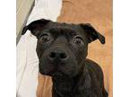 Star American Pit Bull Terrier Young Female