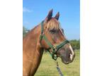 Gorgeous Chestnut Trail Horse Deluxe