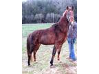 Star Search is A Chimera Horse Good gaited and trail horse