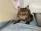 Adopt BUGSY a Brown Tabby Domestic Longhair / Mixed (long coat) cat in