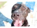 Adopt SUSIE a Black - with White American Pit Bull Terrier / Mixed dog in Ocala