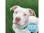 Adopt Winter a White American Pit Bull Terrier / Mixed dog in Sacramento