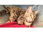 Adopt KITTEN EVIE a Tortoiseshell Domestic Shorthair / Mixed (short coat) cat in