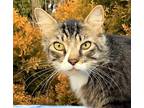 Adopt MR. FOX a Domestic Mediumhair / Mixed cat in Andover, CT (33637082)