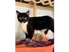 Adopt PENELOPE & MOONPIE a Domestic Shorthair / Mixed cat in Andover