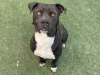 Adopt DARBY a Black - with White American Pit Bull Terrier / Mixed Breed