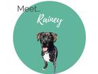 Adopt Rainey a Plott Hound / English Mastiff / Mixed dog in Spindale