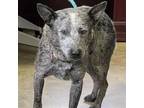 Adopt 220105K024 - Potter a Black Blue Heeler / Mixed dog in Cleveland