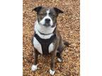 Adopt Daisy a Boxer / Mixed Breed (Medium) / Mixed dog in Santa Rosa