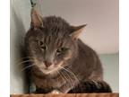 Adopt Stewart a Domestic Shorthair / Mixed cat in Kingston, NY (33636850)