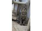Adopt Johnny a Gray, Blue or Silver Tabby Domestic Shorthair cat in Thornburg
