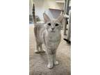Adopt Bobby a Cream or Ivory Domestic Shorthair cat in Thornburg, VA (33634043)