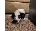 Adopt Heaven Rose OS a Black Pomeranian / Mixed dog in Las Vegas, NV (33636523)