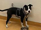 Adopt MARVIN a Black - with White American Pit Bull Terrier / Mixed dog in