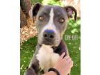 Adopt DEE DEE a Gray/Silver/Salt & Pepper - with White American Pit Bull Terrier