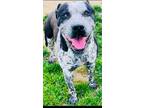 Adopt CHANCE a Merle American Pit Bull Terrier / Australian Cattle Dog / Mixed