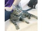 Adopt Pippie in CT a Brown Tabby Domestic Shorthair (short coat) cat in East