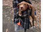 Adopt Cupid a Brown/Chocolate - with White Mixed Breed (Medium) / Labrador