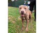 Adopt GALAGHER a Brown/Chocolate - with White American Pit Bull Terrier / Mixed