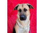 Adopt BUDDY a Brown/Chocolate - with Black German Shepherd Dog / Mixed dog in