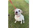 Adopt ANNE a White American Pit Bull Terrier / Mixed dog in Vero Beach