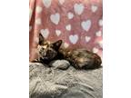 Adopt Nova a Calico or Dilute Calico Domestic Shorthair (short coat) cat in