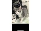 Adopt Capri a Gray or Blue Domestic Mediumhair / Domestic Shorthair / Mixed cat