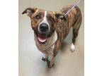 Adopt Diana a Brindle American Pit Bull Terrier / Mixed dog in Spartanburg