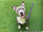 Adopt KIRO a Gray/Silver/Salt & Pepper - with White American Pit Bull Terrier /