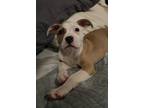 Adopt Millie C a Brindle - with White American Pit Bull Terrier / Mixed dog in