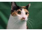 Adopt Pj (R) a White Domestic Shorthair / Domestic Shorthair / Mixed cat in