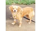 Adopt Lana a Tan/Yellow/Fawn Pekingese / Cocker Spaniel / Mixed dog in Newark
