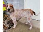 Adopt Droolianne Moore a Tan/Yellow/Fawn Pointer / Mixed dog in Jackson