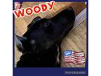 Adopt WOODY a Black Labrador Retriever / Mixed dog in Sumter, SC (33634592)
