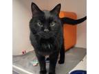 Adopt Andrew a All Black Domestic Shorthair / Domestic Shorthair / Mixed cat in