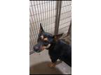Adopt London - H a Rottweiler / Siberian Husky / Mixed dog in Warsaw