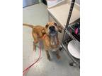 Adopt Lorna Doone a Irish Terrier / Mixed dog in Bloomington, IN (33634304)
