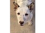 Adopt Spots a Mixed Breed (Medium) / Mixed dog in Park City, UT (33634256)