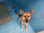 Adopt Courgette a German Shepherd Dog / Mixed dog in Mocksville, NC (33634221)