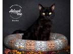 Adopt Bosko a All Black Domestic Shorthair / Mixed cat in Salt Lake City