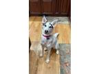 Adopt Jolene (Momma) a White - with Black Husky dog in Brewster, NY (33634180)