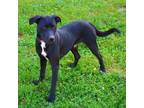 Adopt Jensen a American Pit Bull Terrier / Labrador Retriever / Mixed dog in