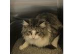 Adopt Terri a Brown Tabby Domestic Longhair / Mixed (short coat) cat in Athens