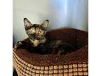 Adopt Coco a Domestic Shorthair / Mixed (short coat) cat in Sunrise Beach