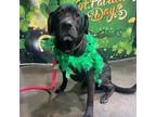 Adopt Chloe JuM* a Black Labrador Retriever / Mixed dog in Portland