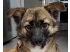 Adopt TiTi a Spaniel (Unknown Type) / Mixed dog in San Ramon, CA (33633823)
