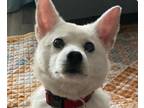 Adopt Dodger a Jindo / Mixed dog in San Ramon, CA (33633822)