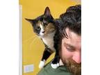 Adopt Kady Kat a Calico / Mixed cat in Claremore, OK (33633778)