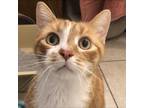 Adopt Eddie a Orange or Red Domestic Shorthair / Mixed cat in Valdosta
