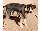 Adopt LUCA a Tricolor (Tan/Brown & Black & White) Rottweiler / Mixed dog in Pena